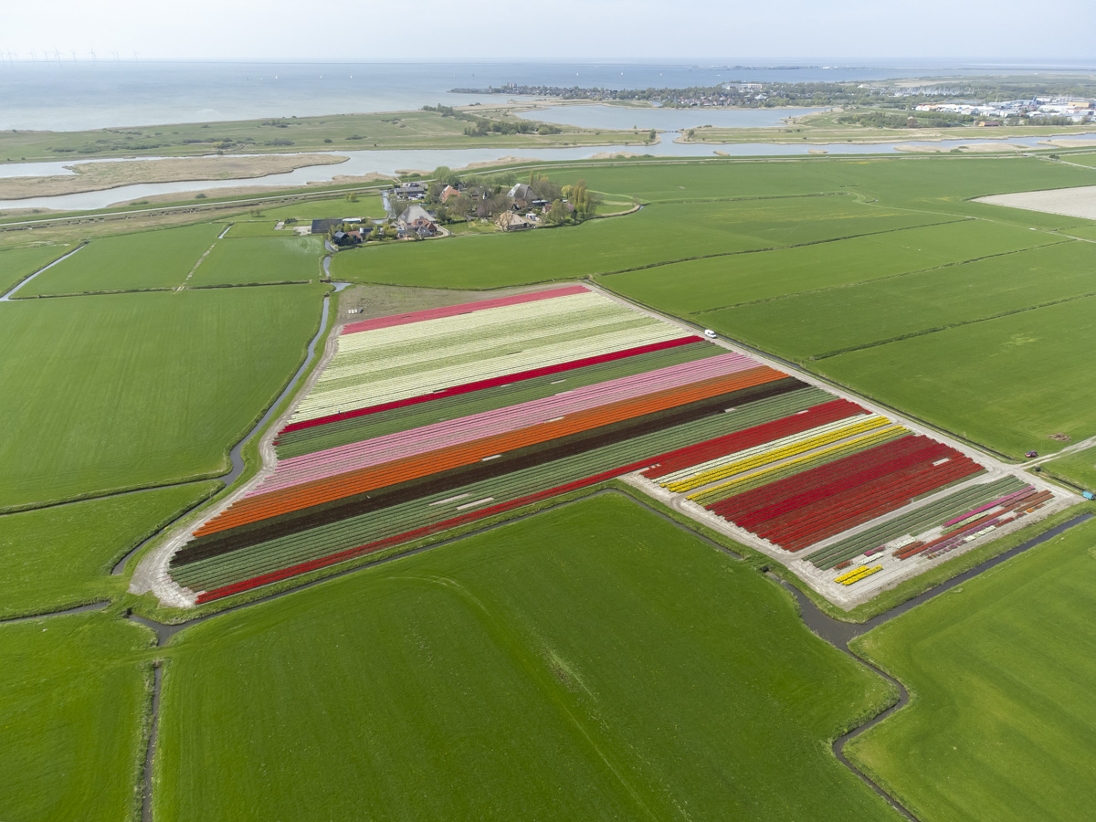 dronefotografie bollenvelden friesland