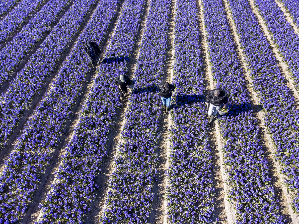 dronefotografie bollenvelden