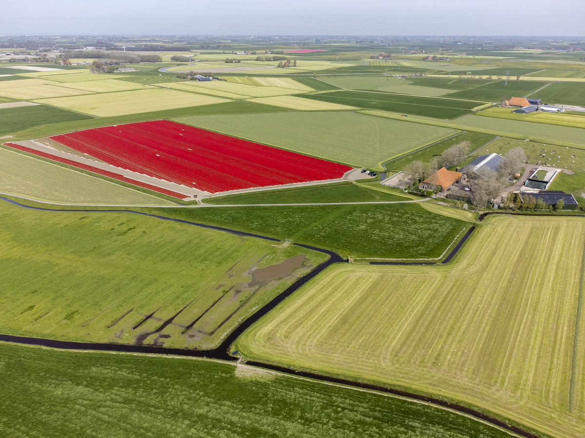 dronefotografie bollenvelden