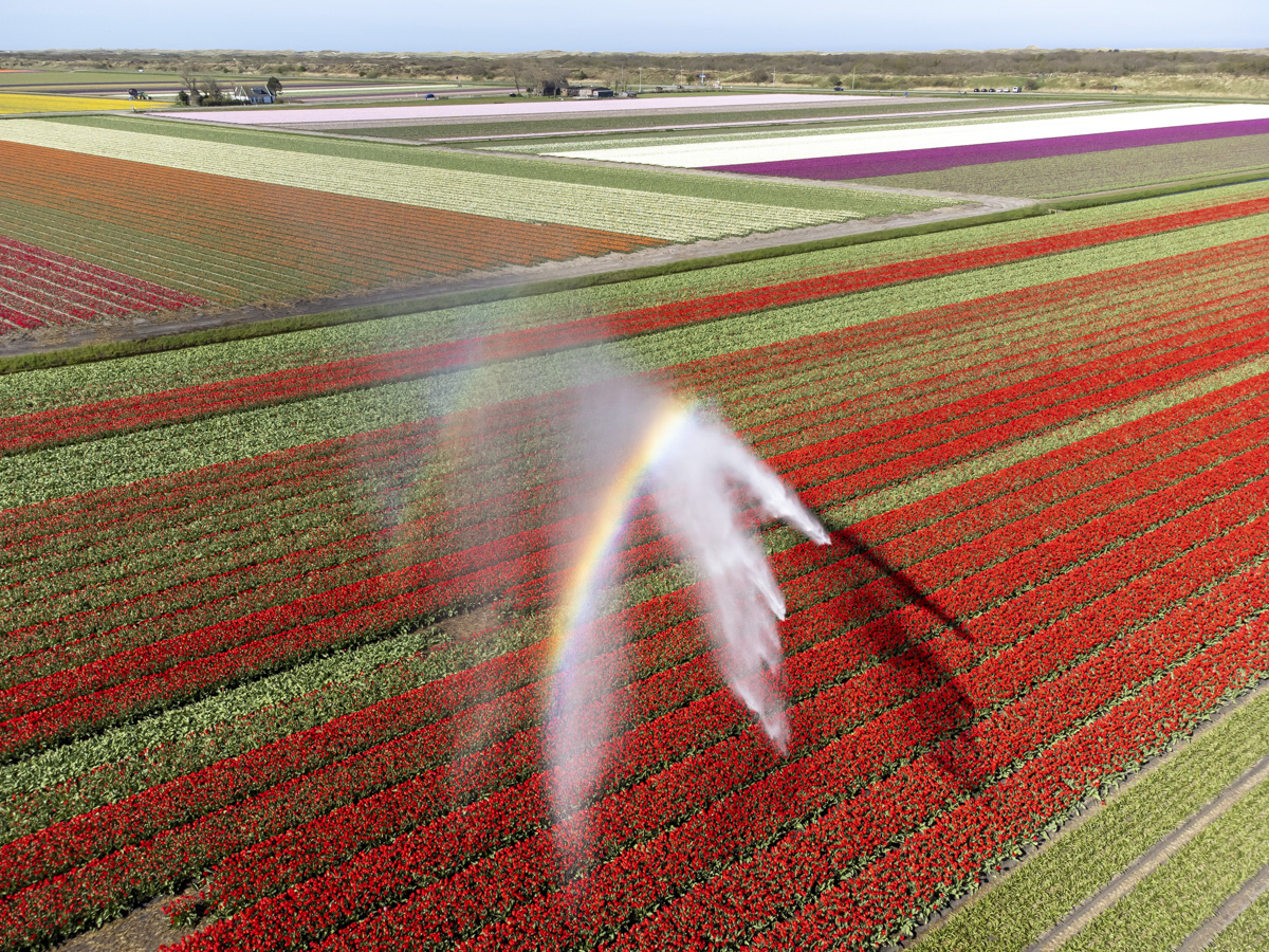 luchtfotografie bollenvelden