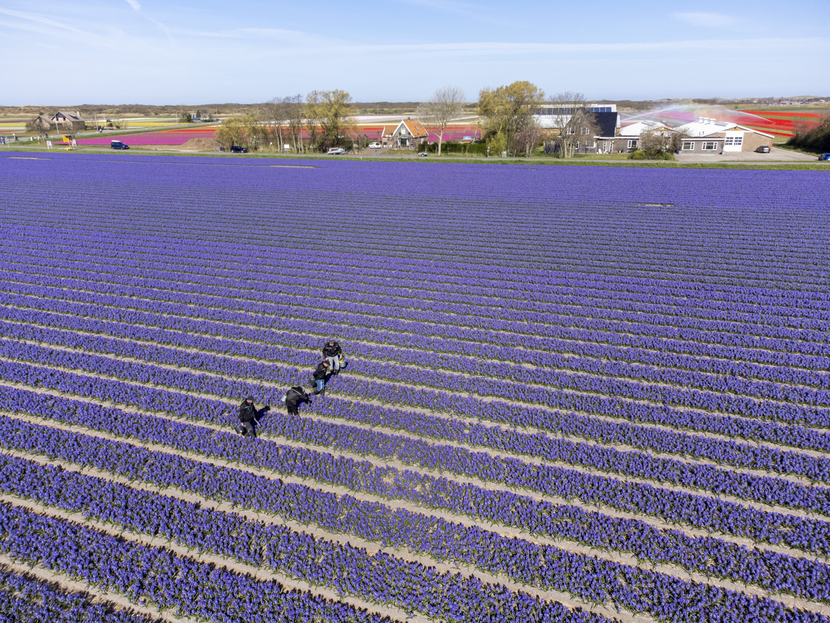 dronefotografie bollenvelden