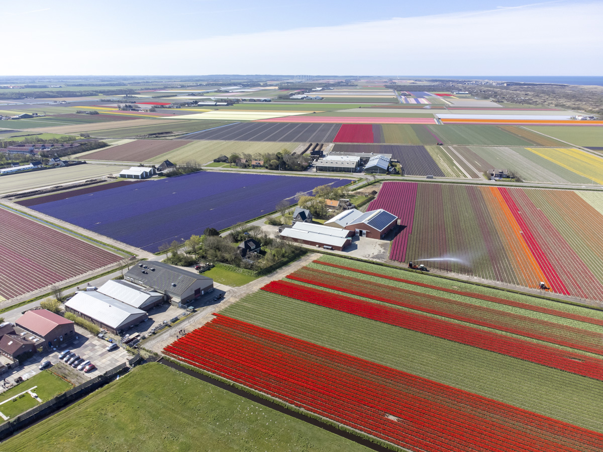 dronefotografie bollenvelden