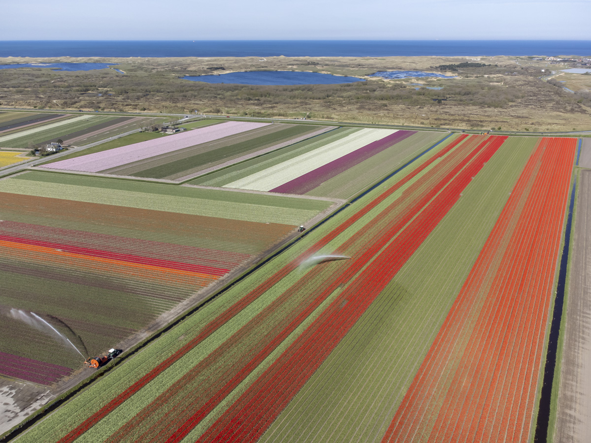 luchtfotografie bollenvelden