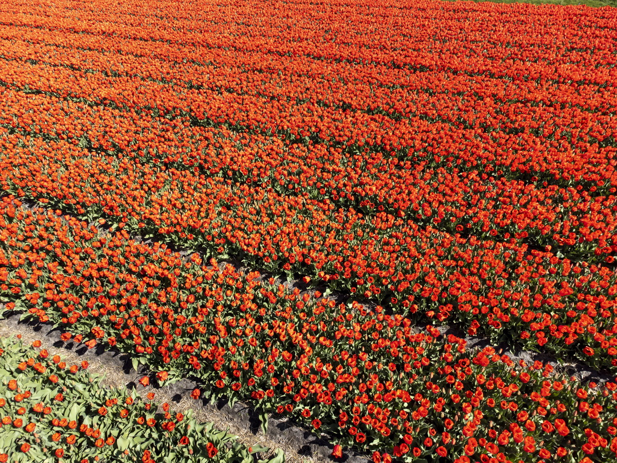 luchtfotografie bollenvelden