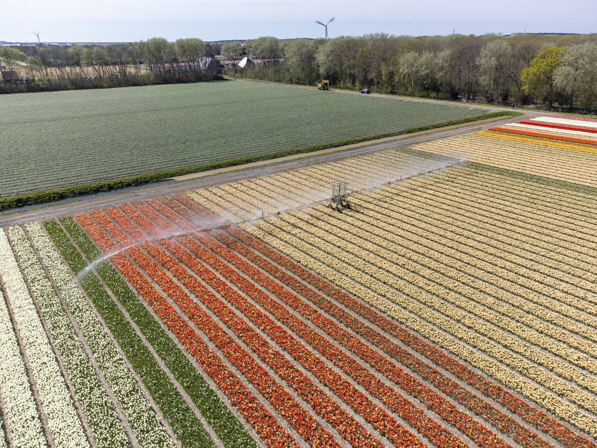 dronefotografie bollenvelden