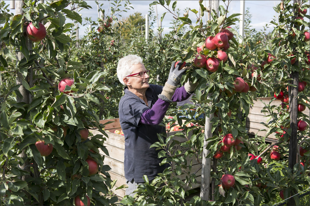 fotografie fruitteelt