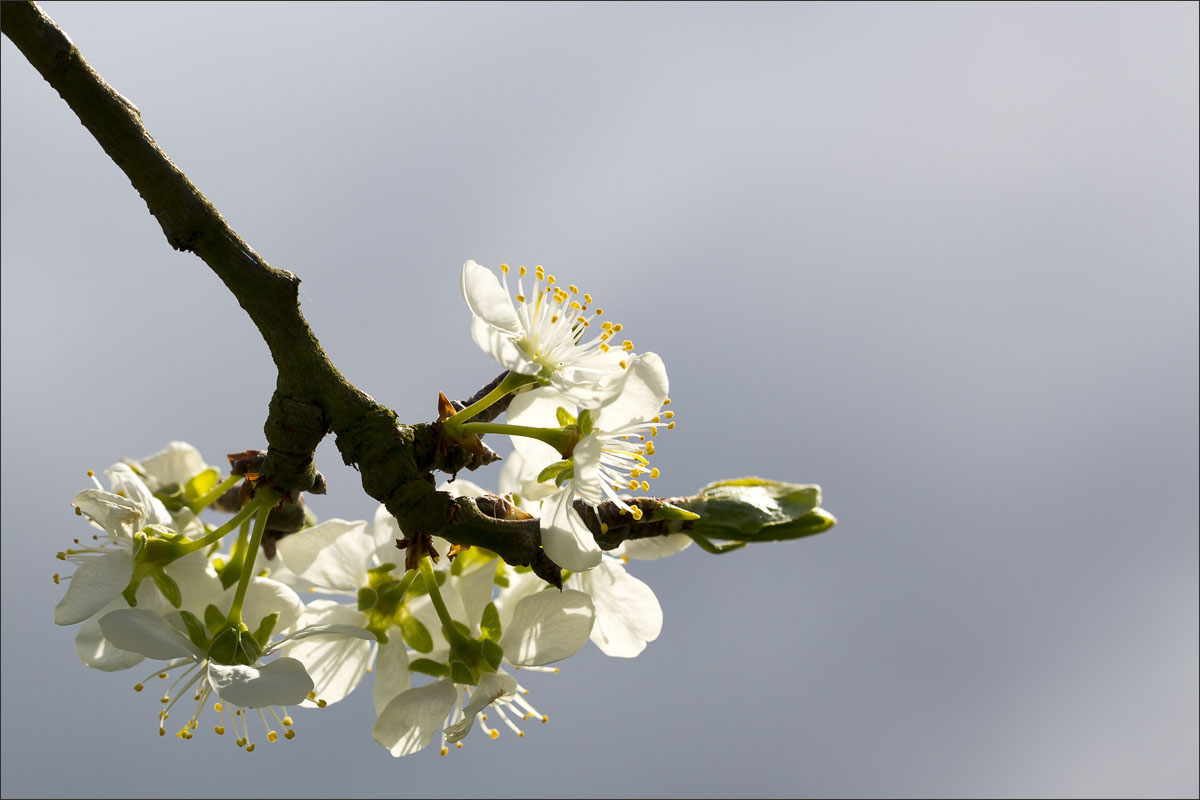 fotografie fruitteelt