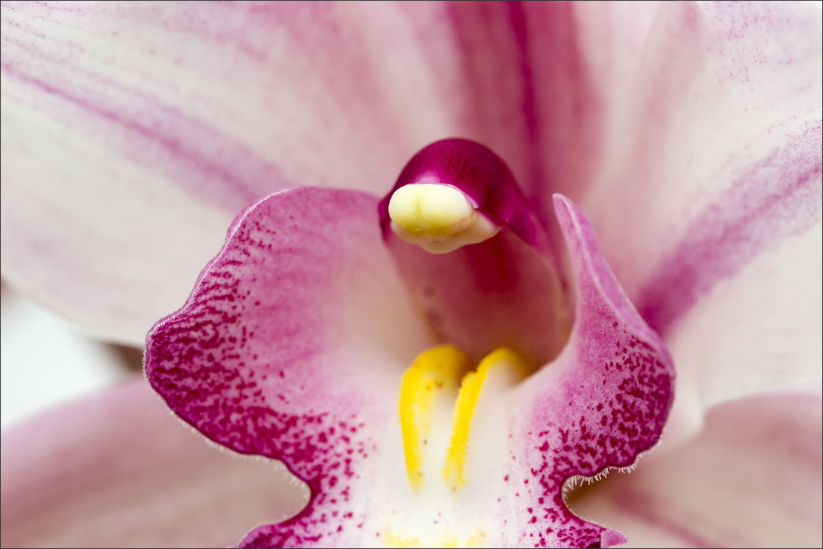 fotografie glastuinbouw