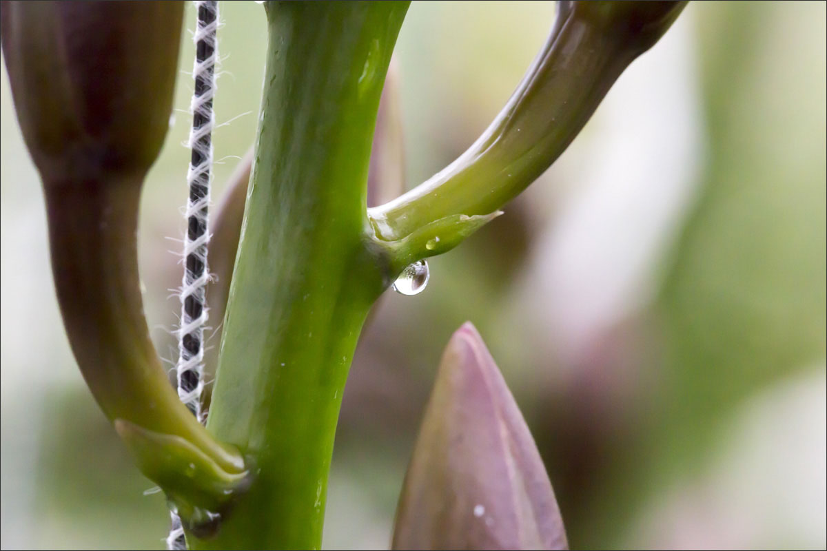 fotografie glastuinbouw