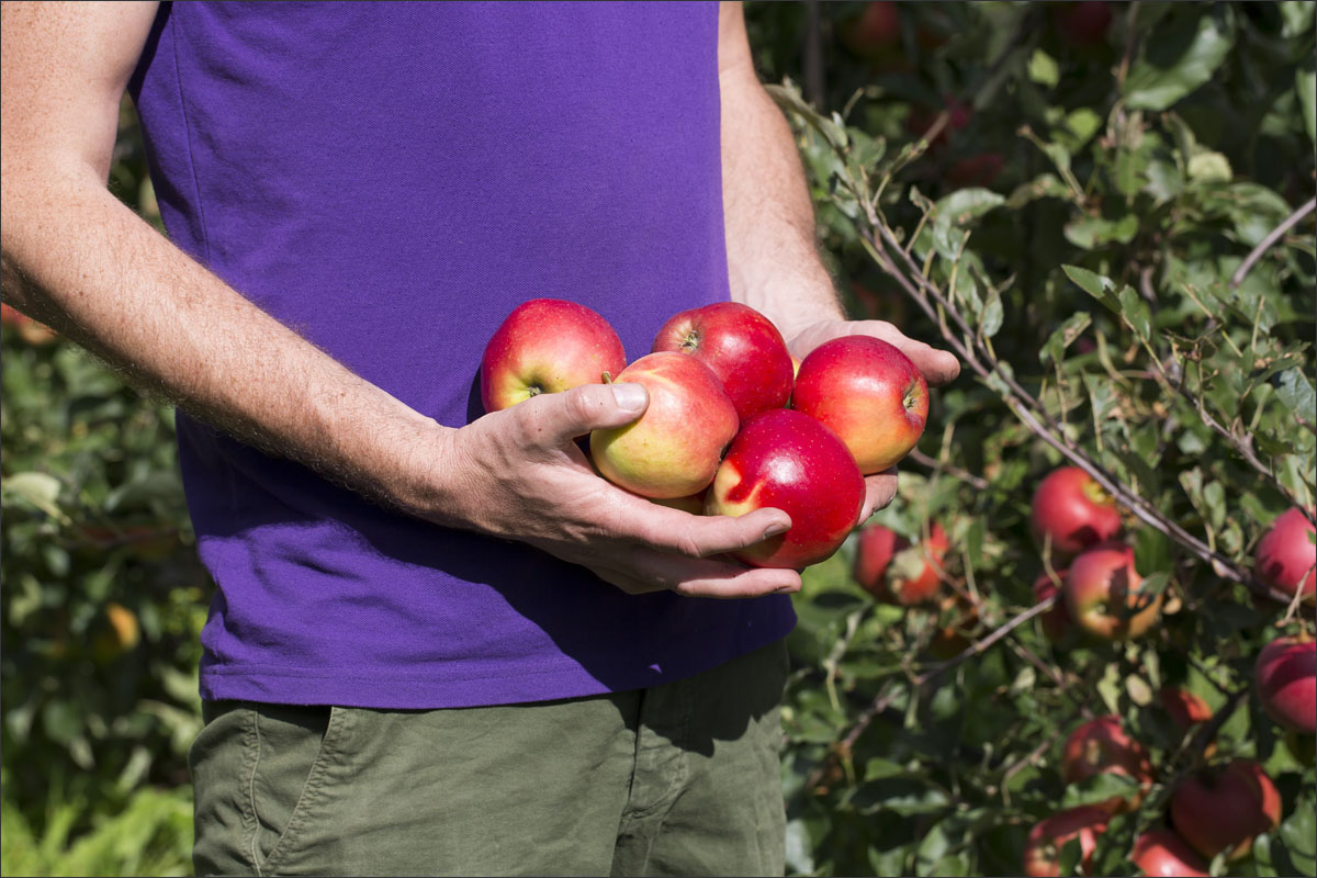 fotografie fruitteelt