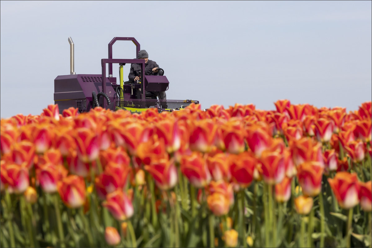 fotografie bloembollenteelt