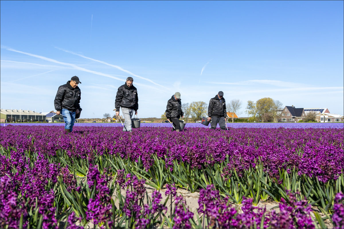 fotografie bloembollenteelt