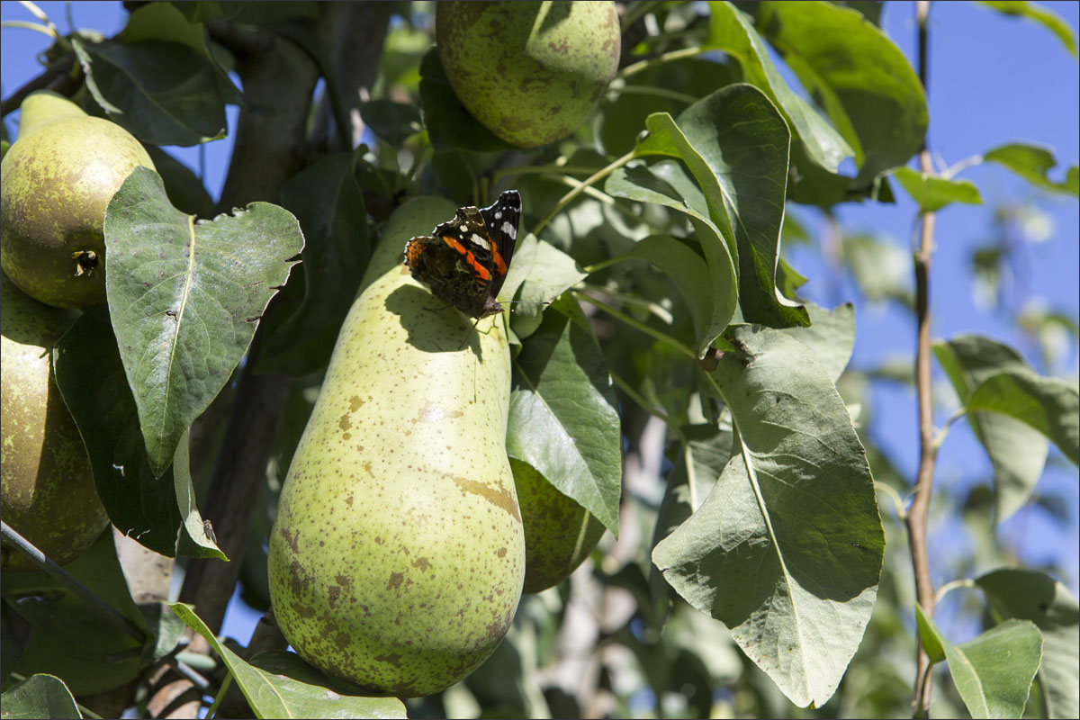 fotografie fruitteelt