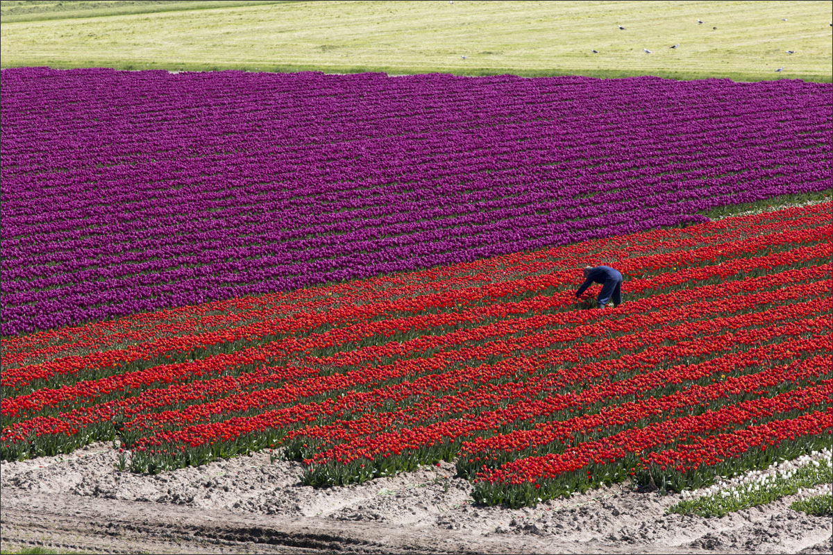 fotografie bloembollenteelt