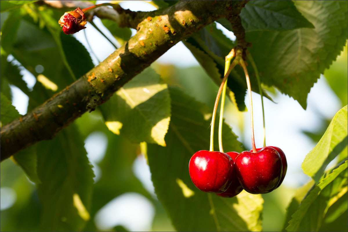 fotografie fruitteelt