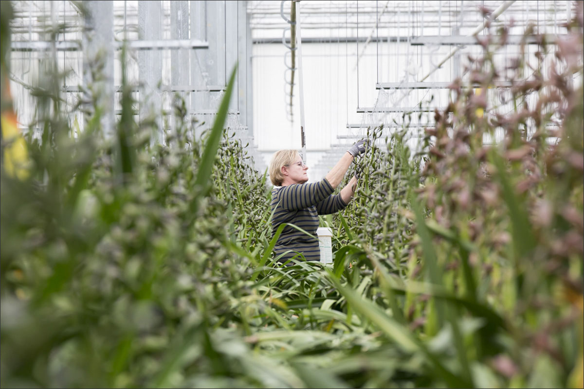 fotografie glastuinbouw