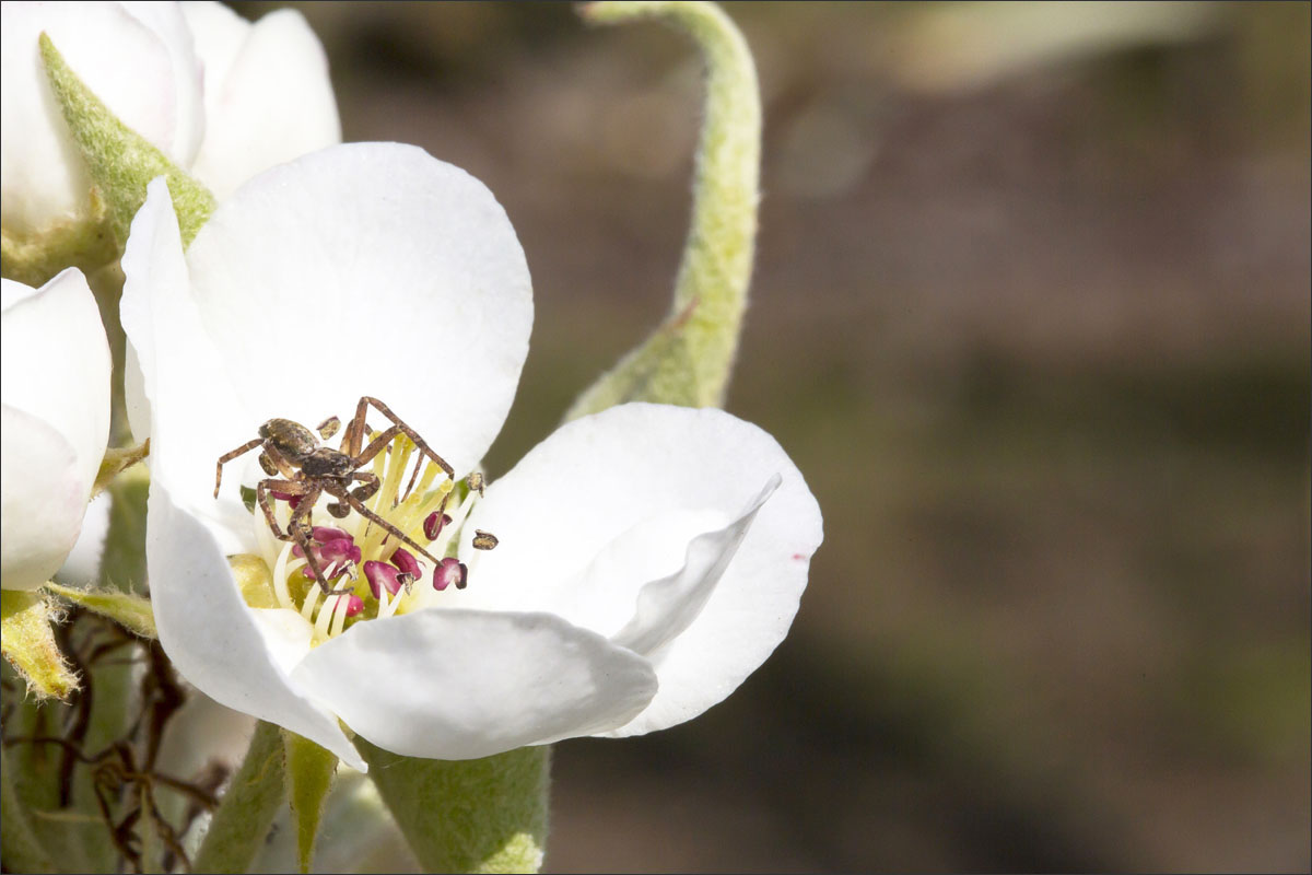 fotografie fruitteelt