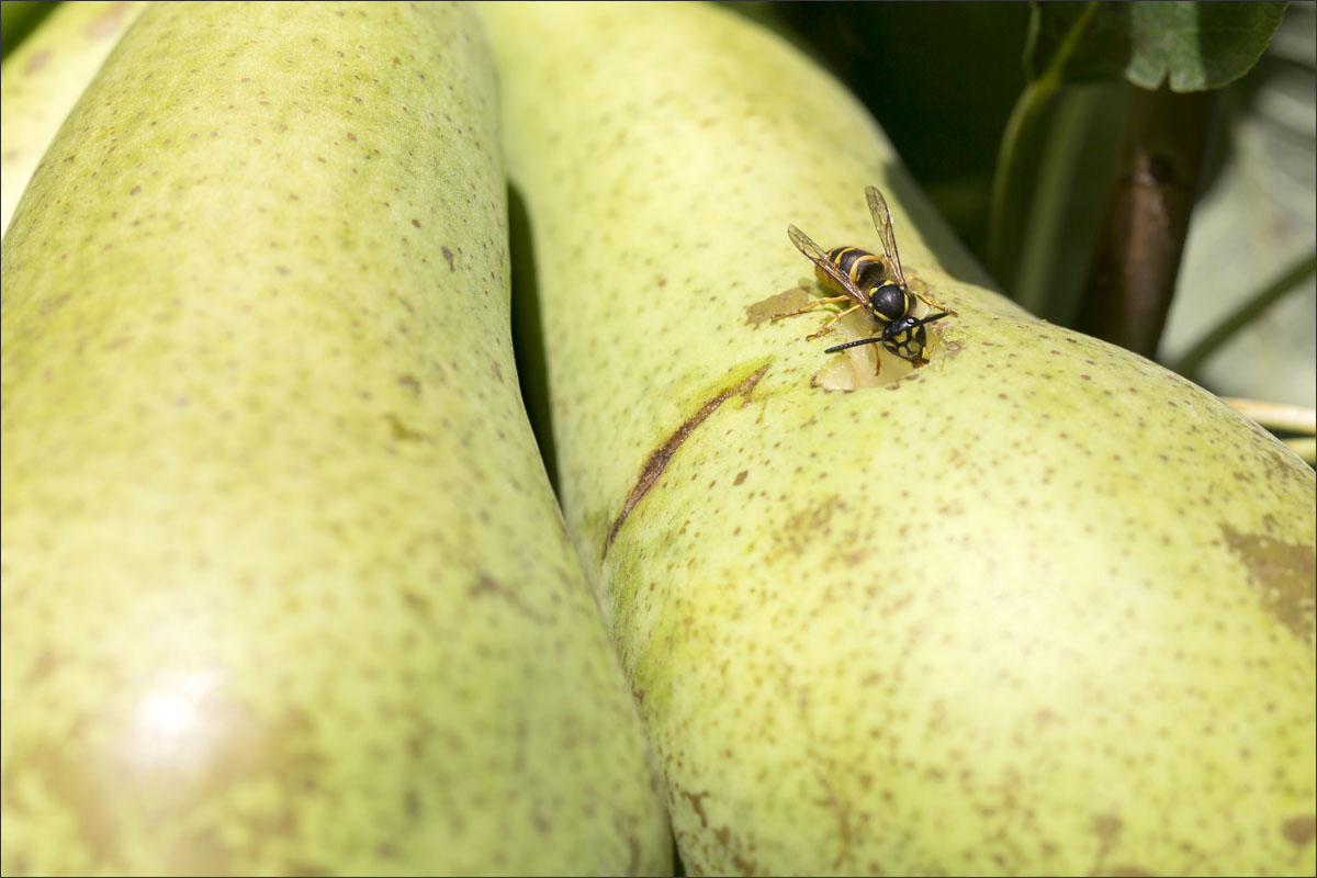 fotografie fruitteelt