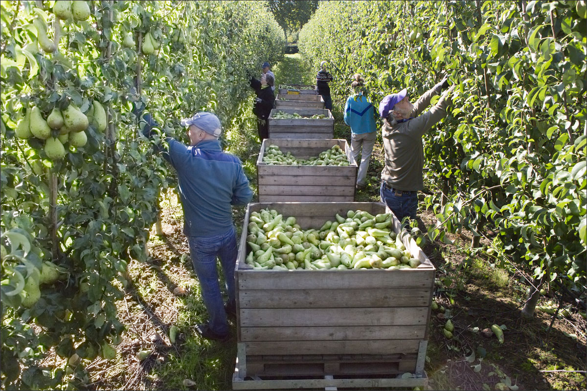 fotografie fruitteelt