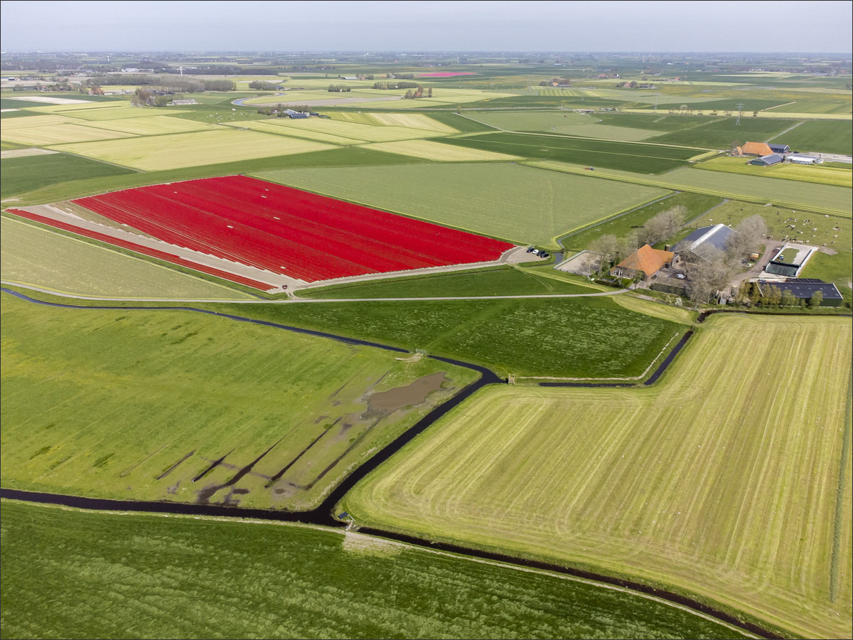 fotografie bloembollenteelt