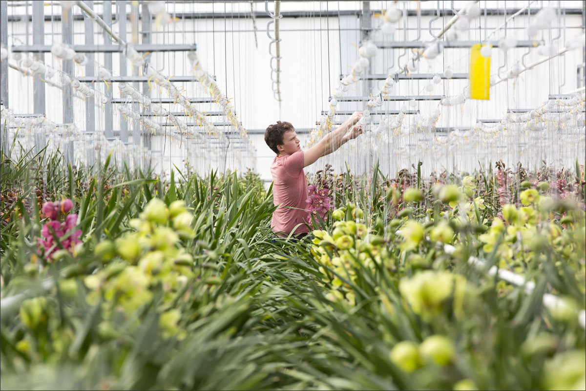 fotografie glastuinbouw