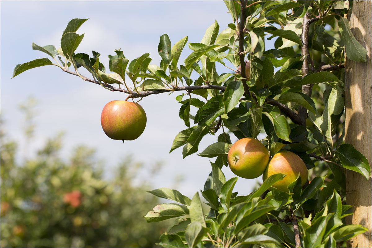 fotografie fruitteelt