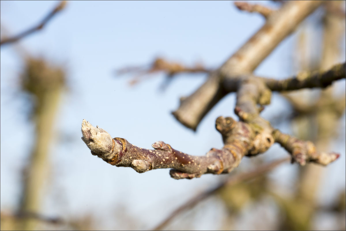 fotografie fruitteelt