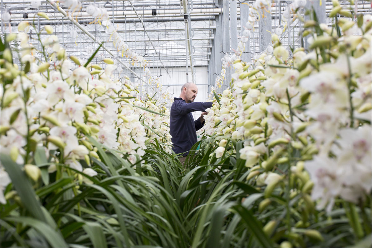 fotografie glastuinbouw