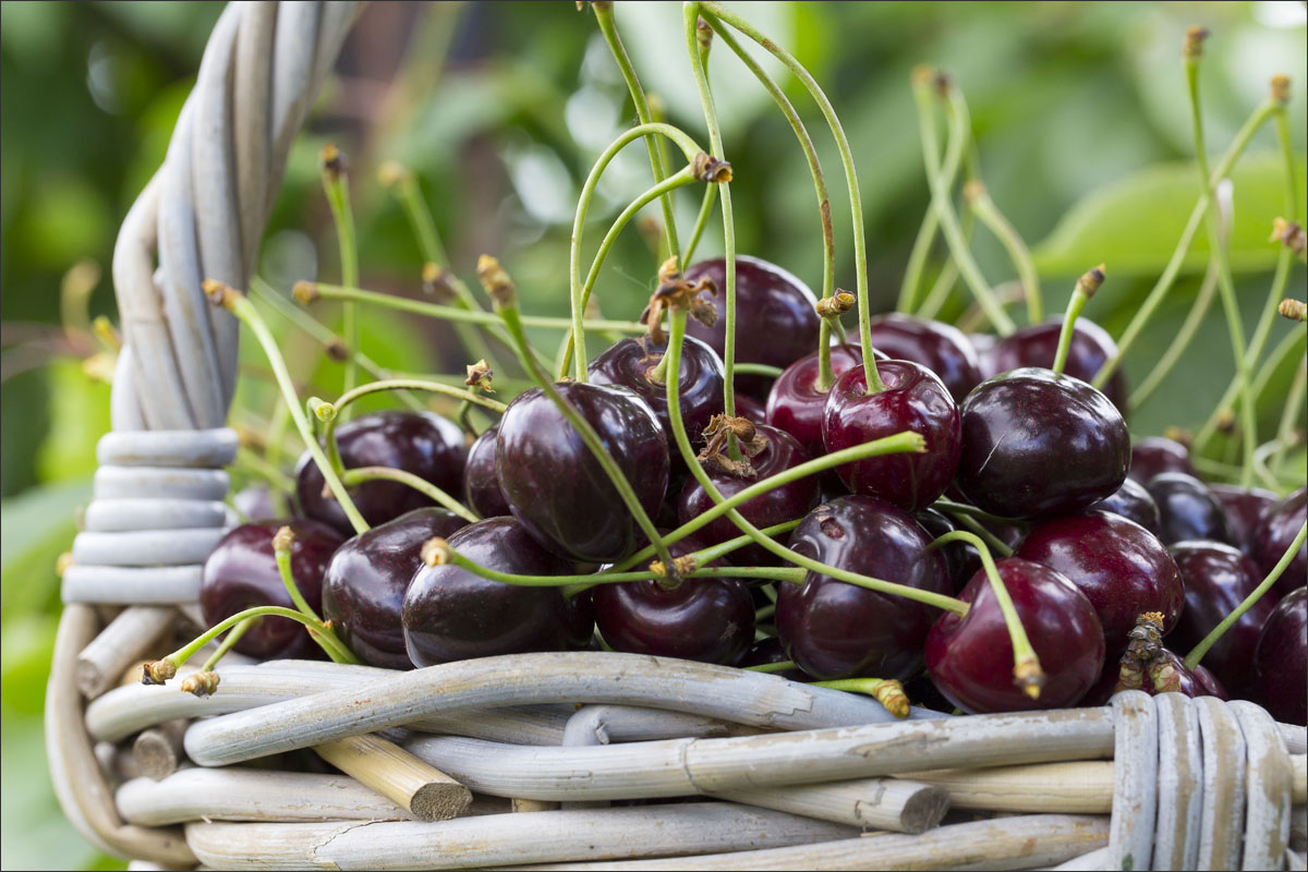 fotografie fruitteelt