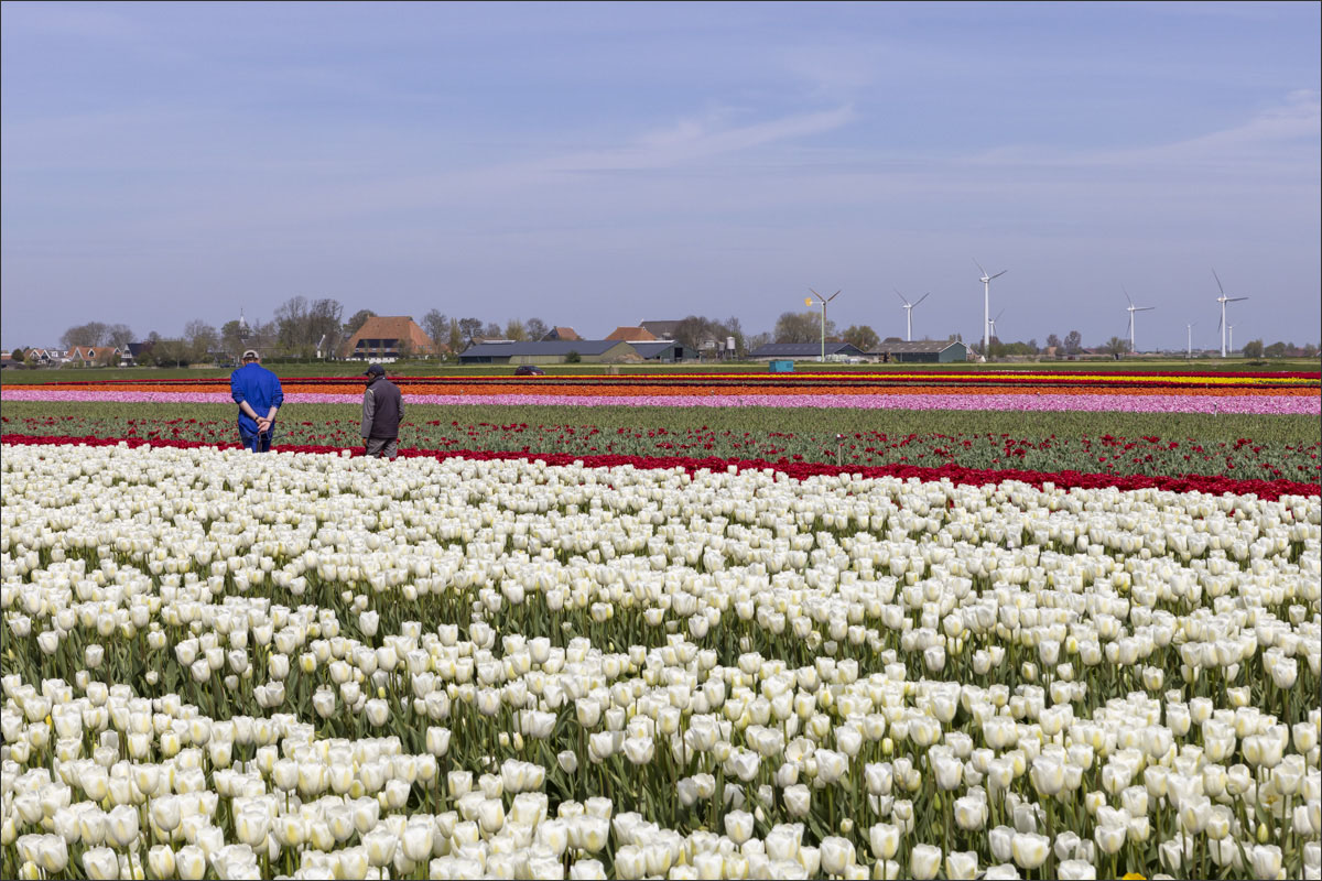 fotografie bloembollenteelt