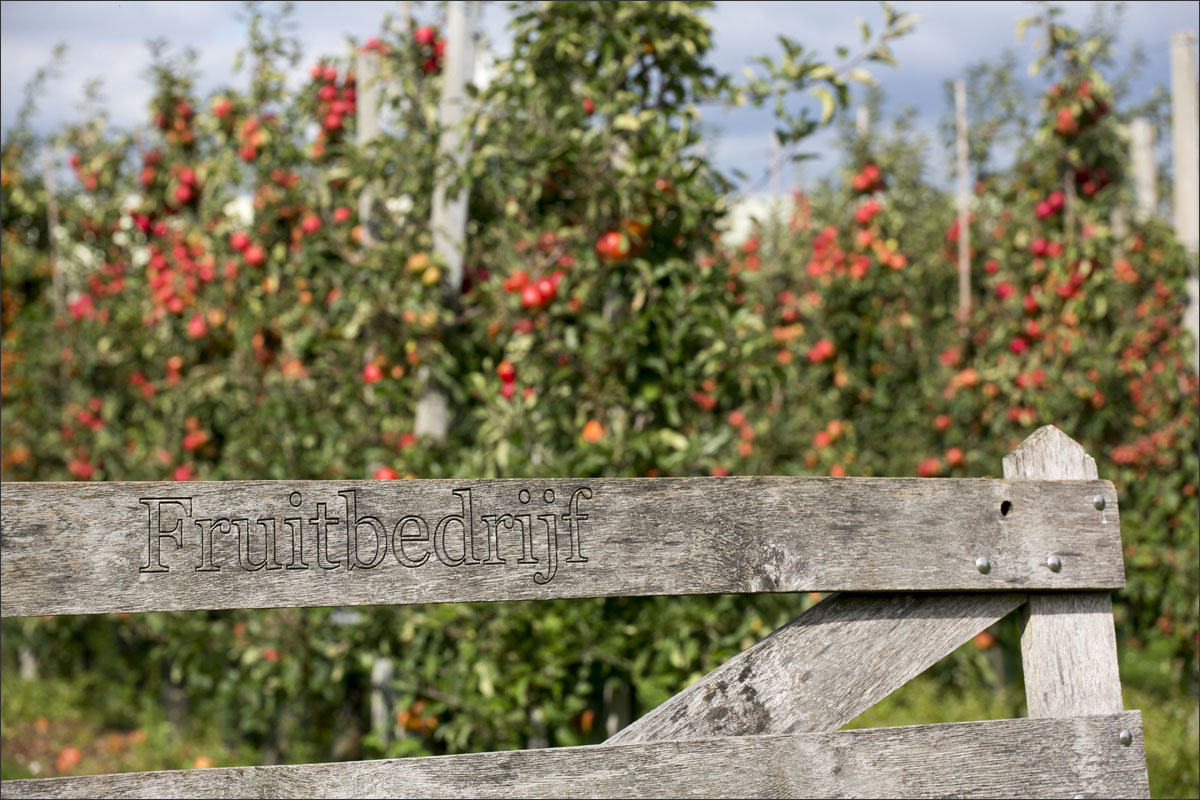 fotografie fruitteelt