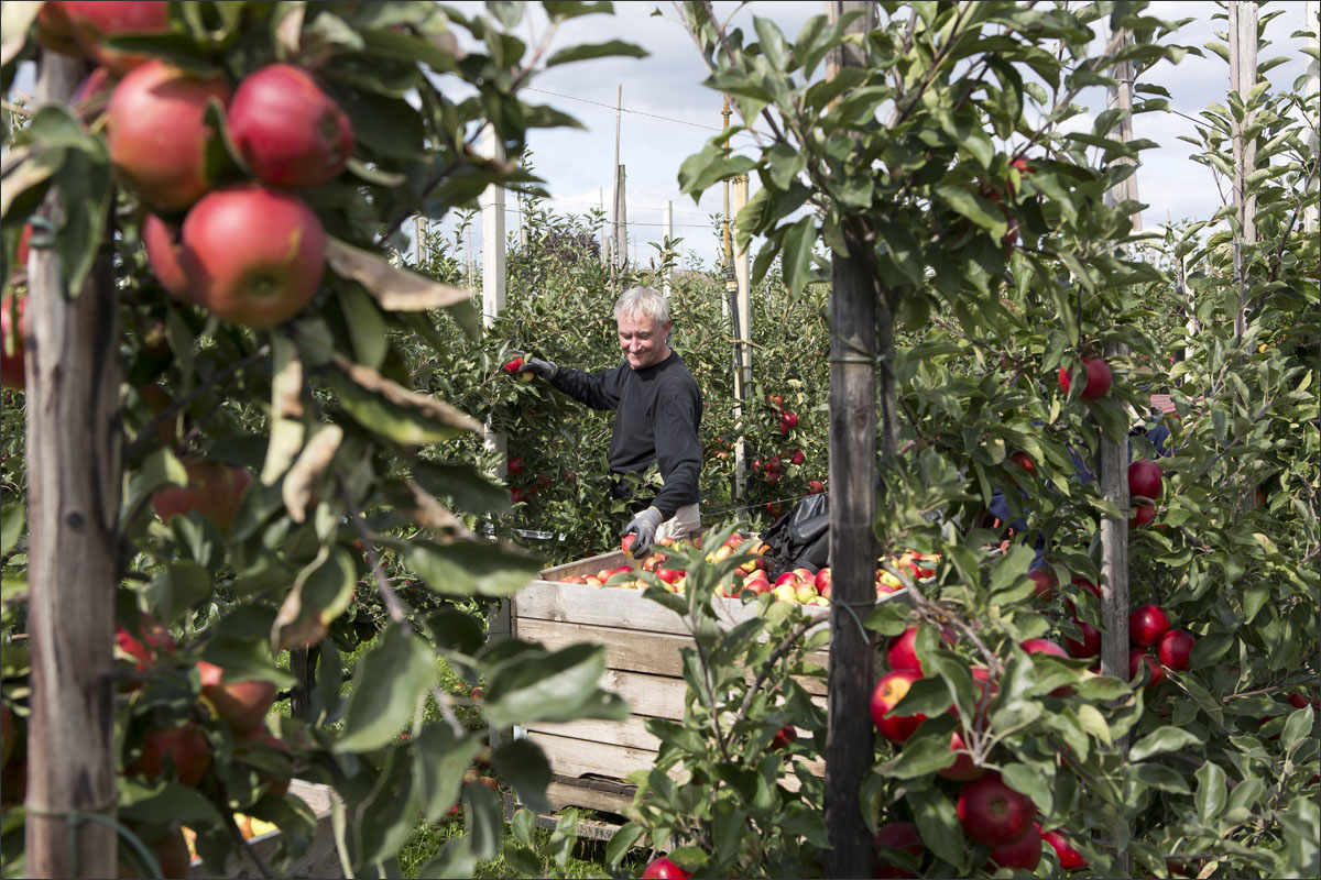 fotografie fruitteelt