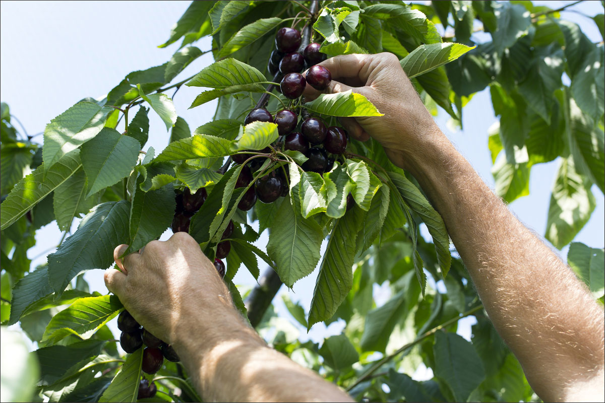 fotografie fruitteelt