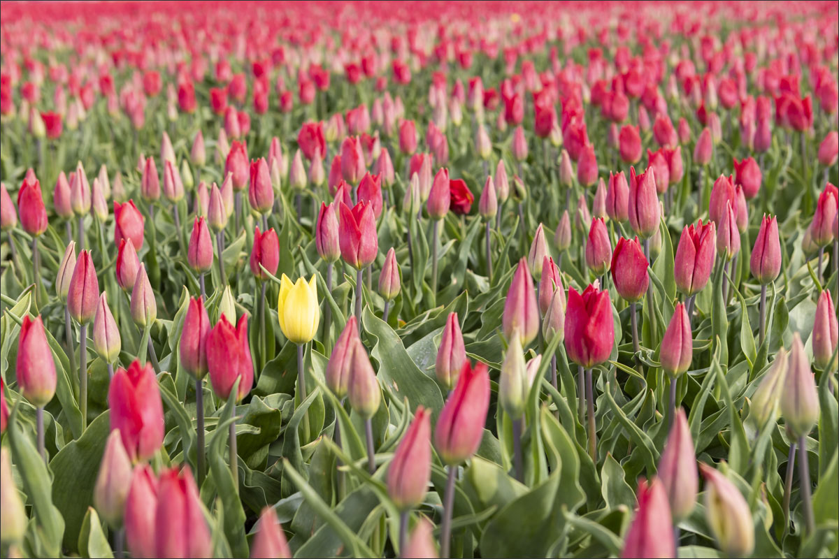 fotografie bloembollenteelt