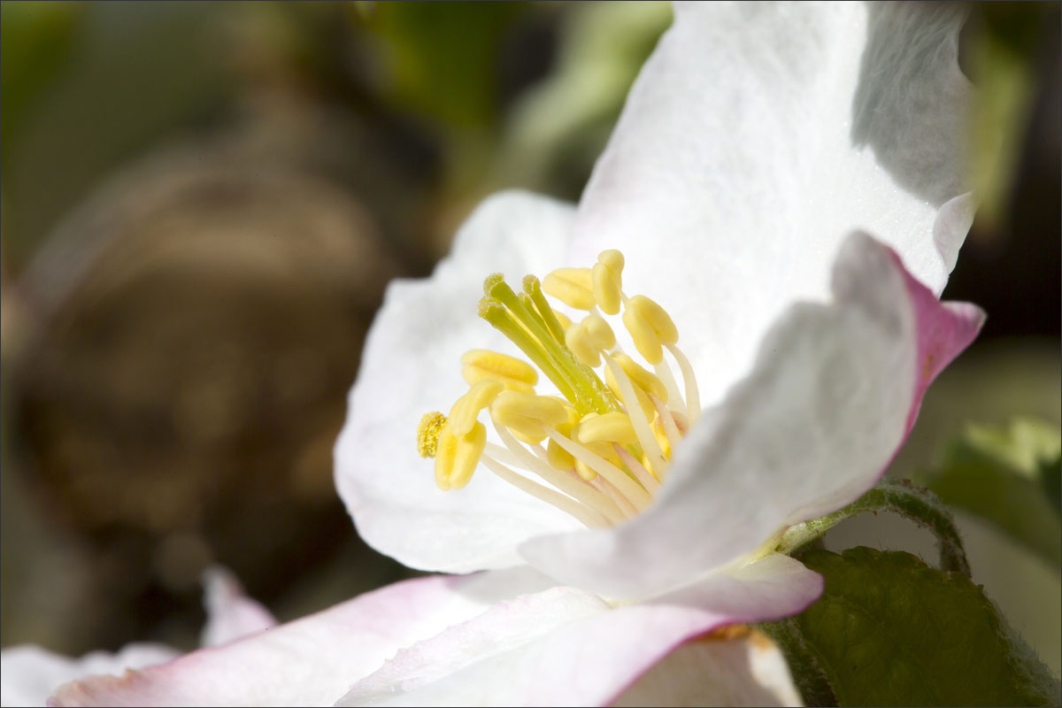 fotografie fruitteelt