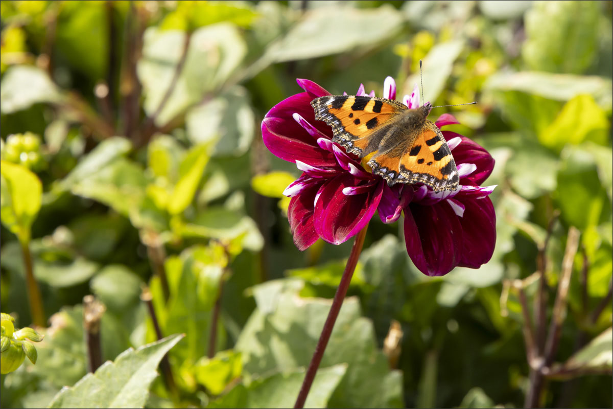 fotografie biologische bloembollenteelt