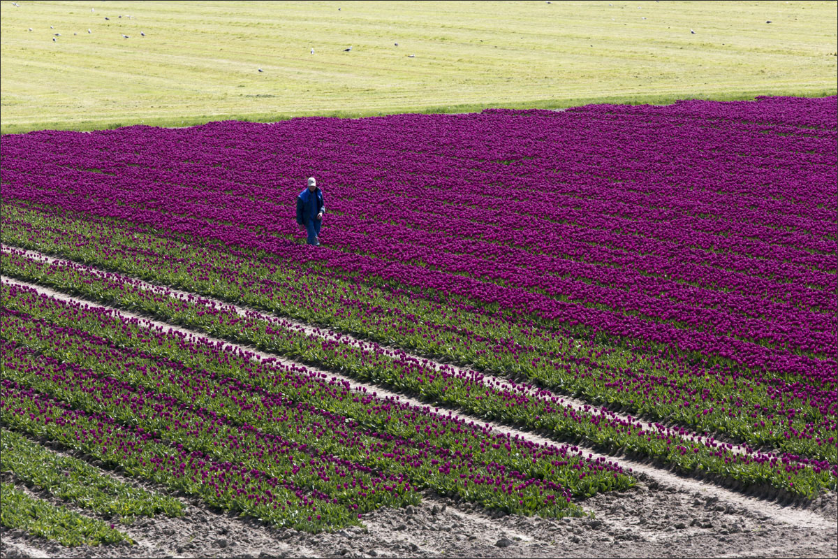 fotografie bloembollenteelt