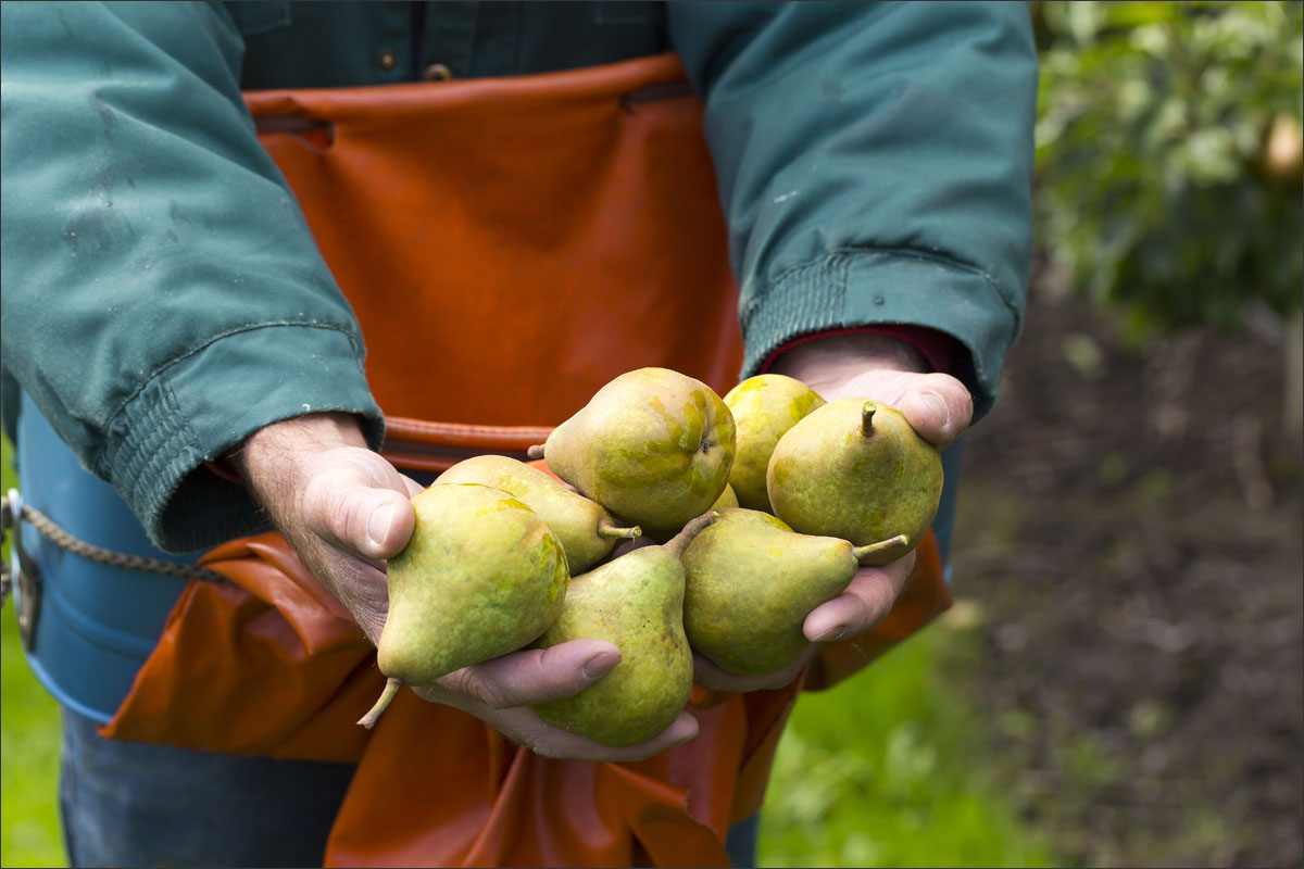 fotografie fruitteelt