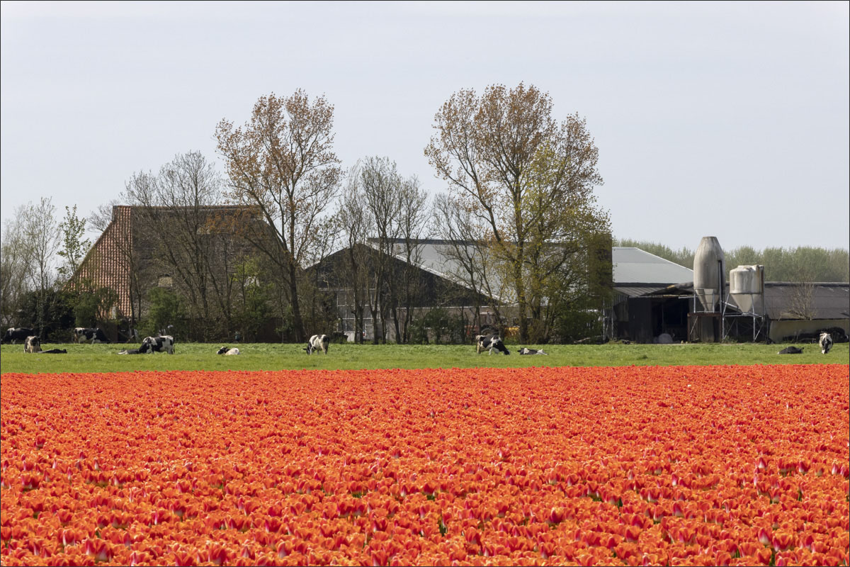 fotografie bloembollenteelt