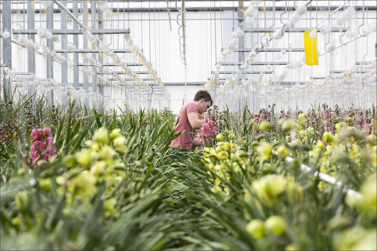 fotografie glastuinbouw