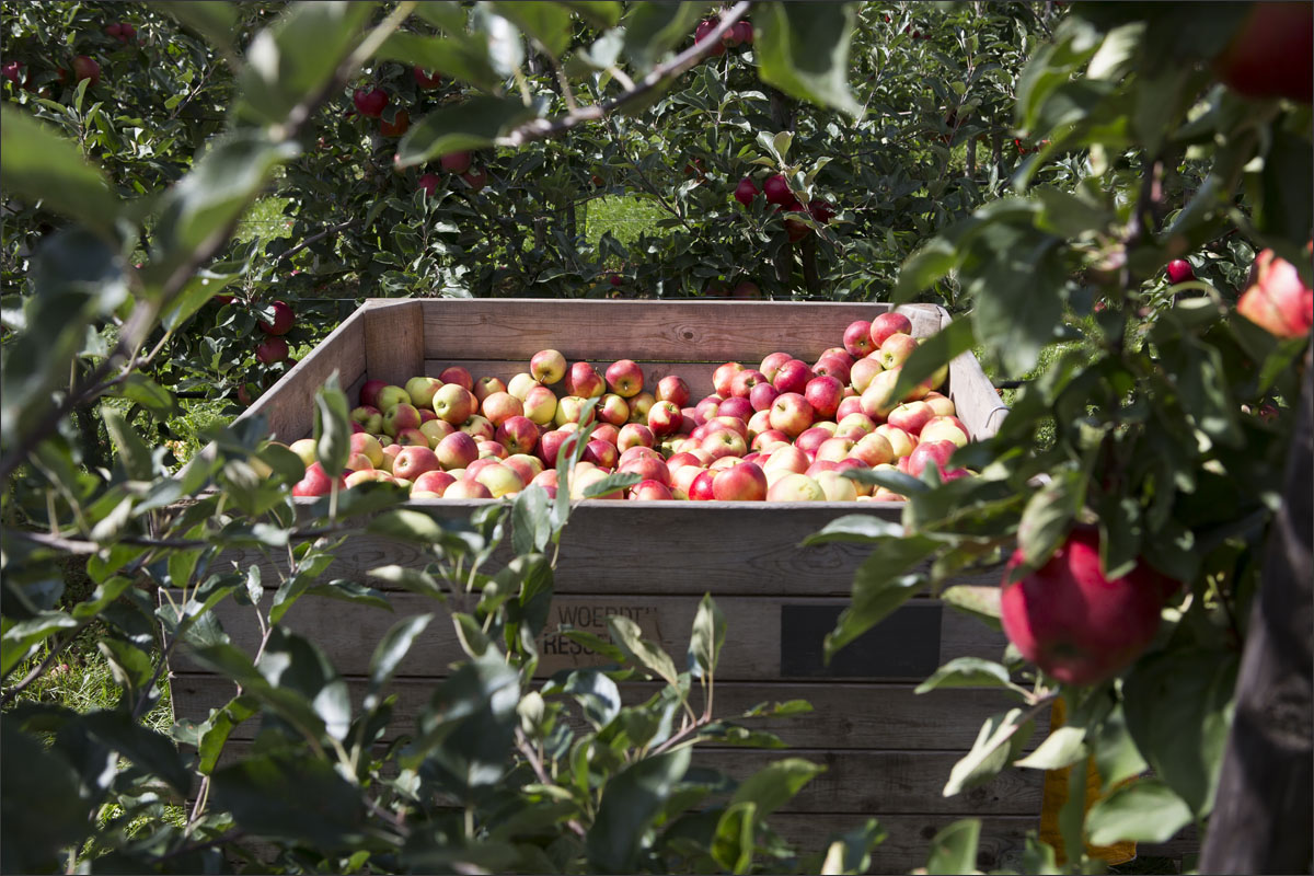 fotografie fruitteelt