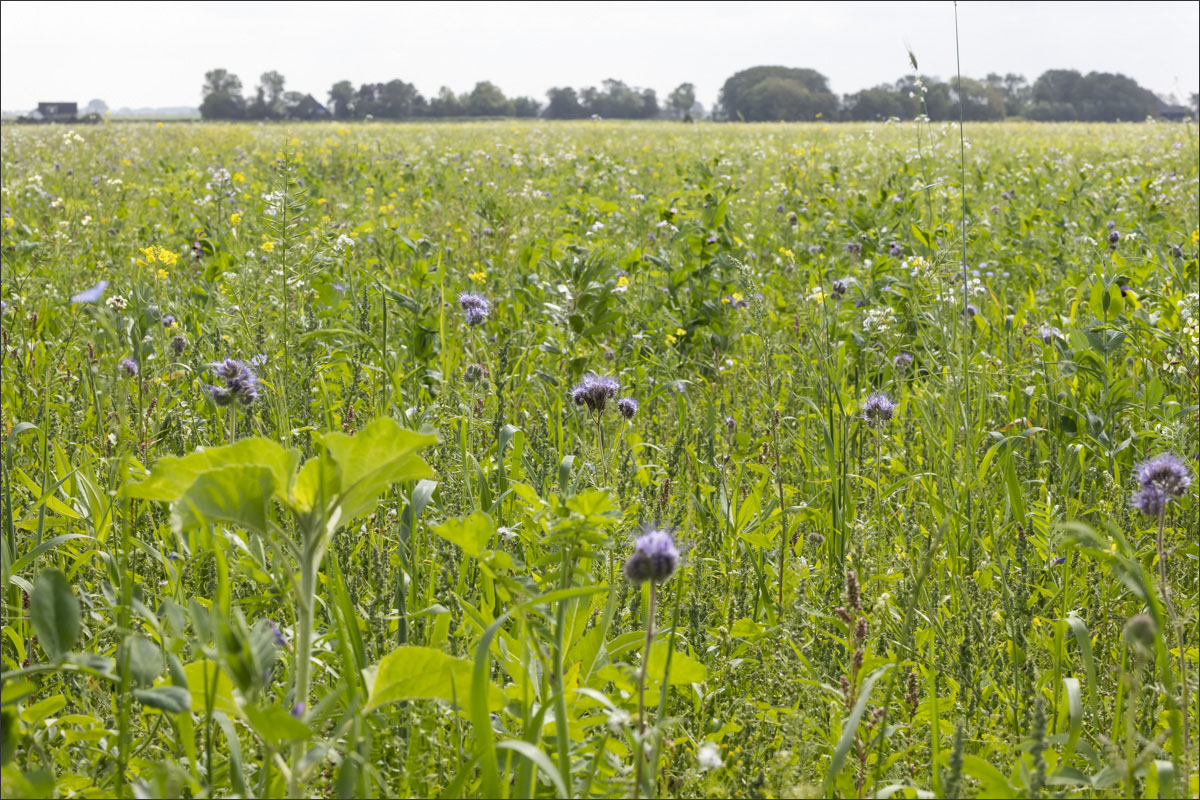 fotografie biologische bloembollenteelt