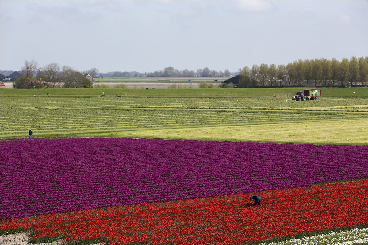 fotografie bloembollenteelt